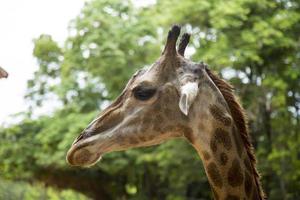 vue rapprochée d'un visage de girafe photo