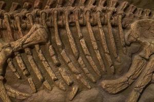 fossile de dinosaure pour le fond photo