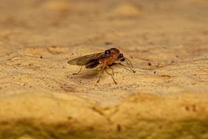 fourmi myrmicine adulte mâle photo