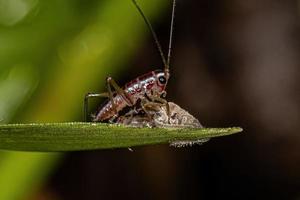 petite nymphe katydide des prés commun photo