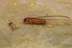 termite supérieur adulte photo