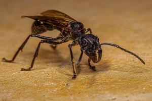 Reine des fourmis balle adulte photo