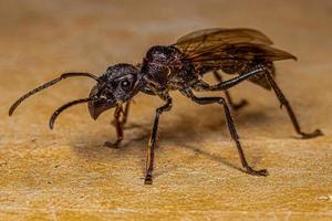 Reine des fourmis balle adulte photo