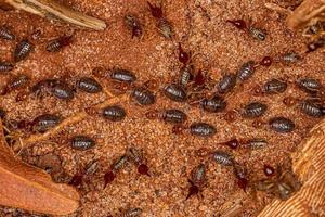 petits termites supérieurs photo