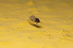 exosquelette d'insecte éphémère photo