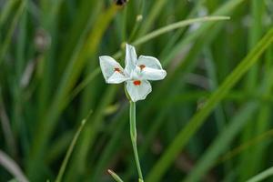 petite quinzaine de lys fleur blanche photo