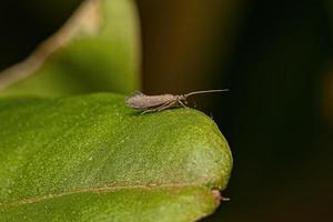 insecte phrygane adulte photo