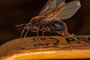fourmi coupeuse de feuilles atta ailée mâle adulte photo