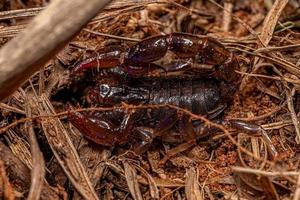 arthropode arachnide chélicéré scorpion photo