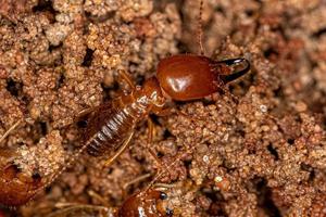 termites à museau adulte photo