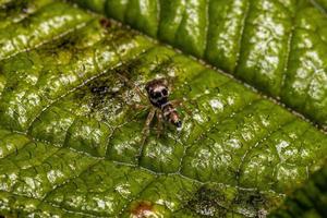 petite araignée sauteuse photo