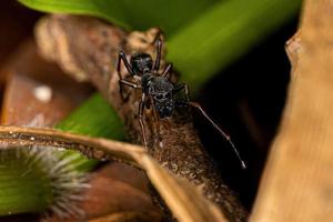 araignée sauteuse adulte mâle photo