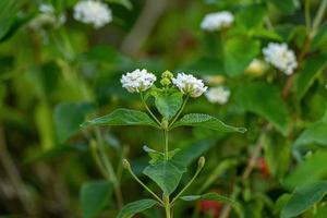 fleur blanche de lantana commun photo