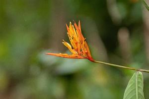 plante angiosperme en fleurs photo