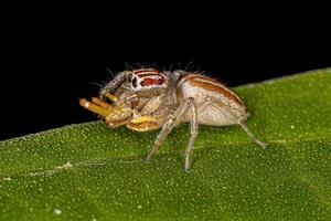 Araignée sauteuse femelle adulte s'attaquant à une araignée crabe femelle photo
