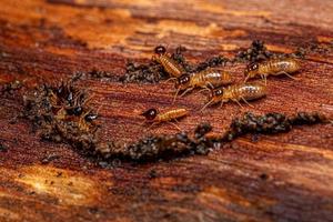 termites nasutes adultes photo