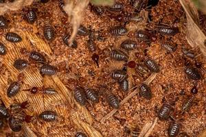petits termites supérieurs photo