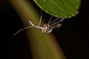 moustique culiciné mâle adulte photo