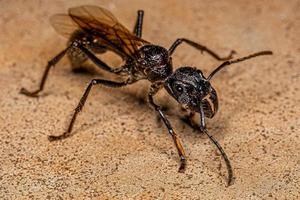 Reine des fourmis balle adulte photo