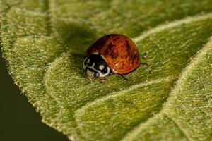 coccinelle adulte sans tache photo