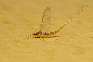 insecte éphémère femelle adulte photo