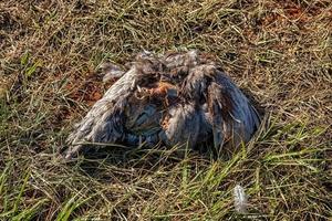 grand oiseau noir mort photo