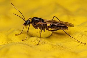 fourmi charpentière ailée mâle adulte photo