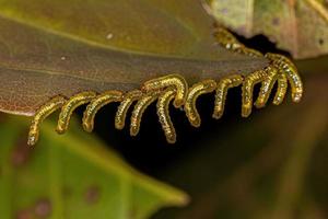 petites larves de mouches à scie mangeant une feuille photo