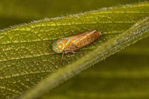 petit insecte tireur d'élite adulte photo