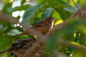 petit moineau domestique photo