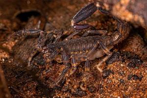 scorpion à poitrine fléchée adulte photo