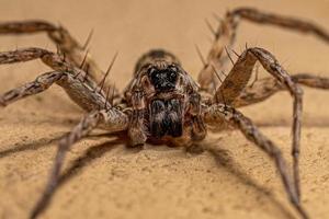 araignée-loup mâle adulte photo