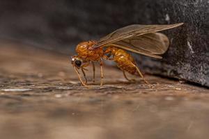 fourmi voleuse ailée mâle adulte photo