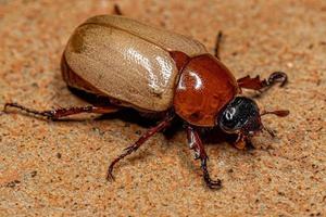 scarabée brun adulte photo