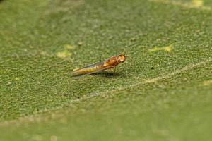 insecte éphémère femelle adulte photo