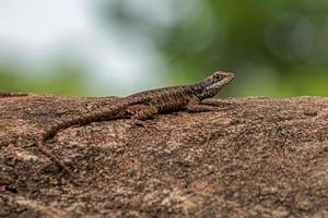 petit lézard terrestre photo