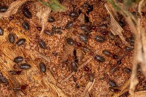 petits termites supérieurs photo