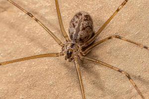 Araignée de cave à corps court femelle adulte photo