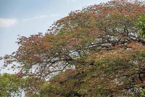 feuilles d'arbres en fleurs photo