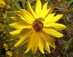 une abeille butine une fleur photo