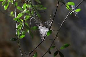 sur les branches et les feuilles des arbres des toiles d'araignées de fils fins. photo