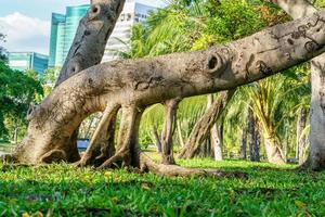 les racines des grands arbres sur un fond de nature. photo