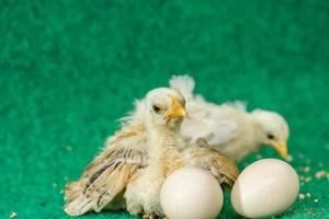 les poussins jaunes et l'oeuf photo