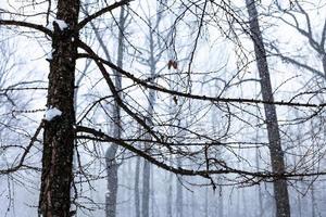 Mélèze nu en forêt lors de la dernière chute de neige photo