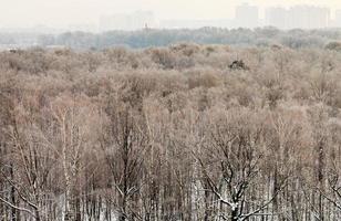 froid matin d'hiver sur un parc urbain photo