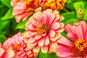 abeilles sur zinnia elegans photo