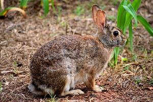 lapin brun sauvage photo