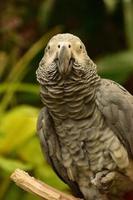 regardant directement dans le visage d'un perroquet gris d'Afrique photo