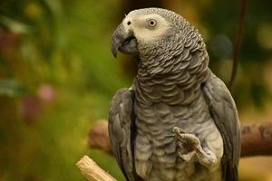 perroquet gris avec son pied levé et sa tête tournée photo