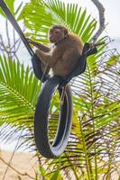 singe macaque enchaîné sur des pneus dans la jungle sur la plage en thaïlande.